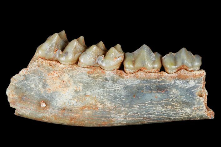 Eocene Ruminant (Lophiomeryx) Jaw Section - Quercy, France #181285